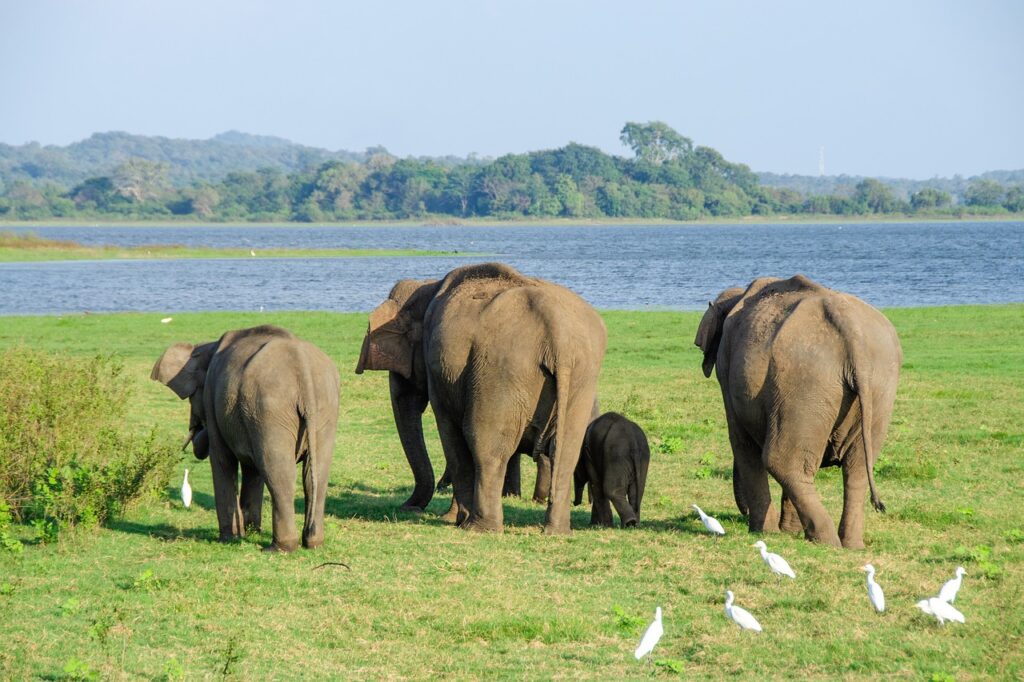 Wildlife Safari in Yala National Park