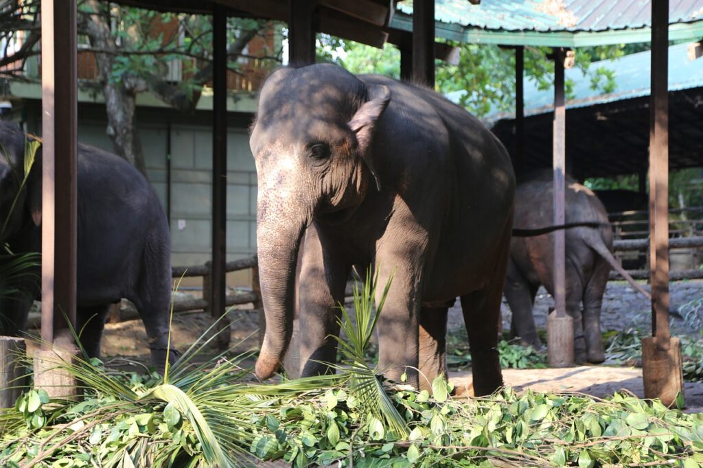 Pinnawala Elephant Orphanage breeding.