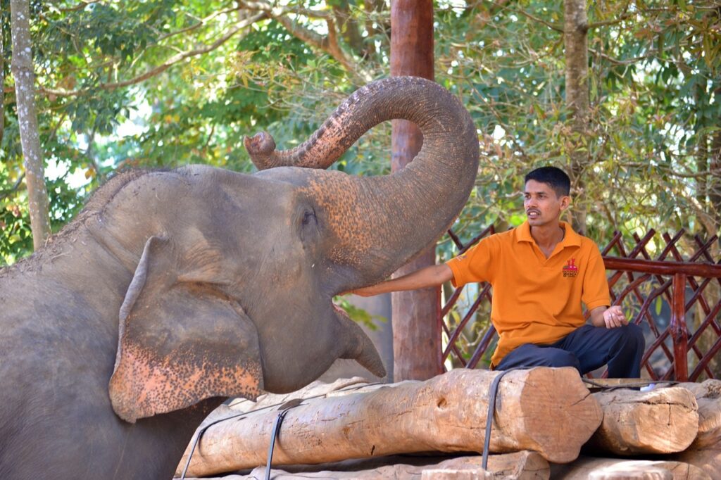 Pinnawala Elephant Orphanage feeding time.