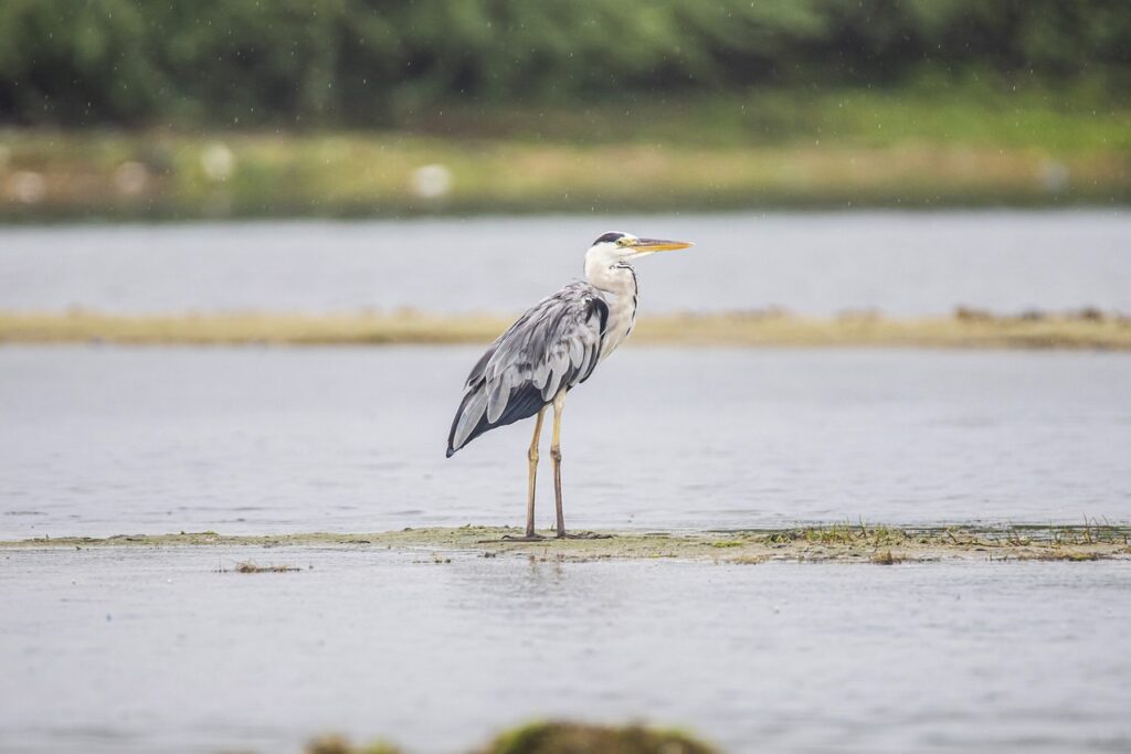 Painted Storks, Egrets, and Herons: