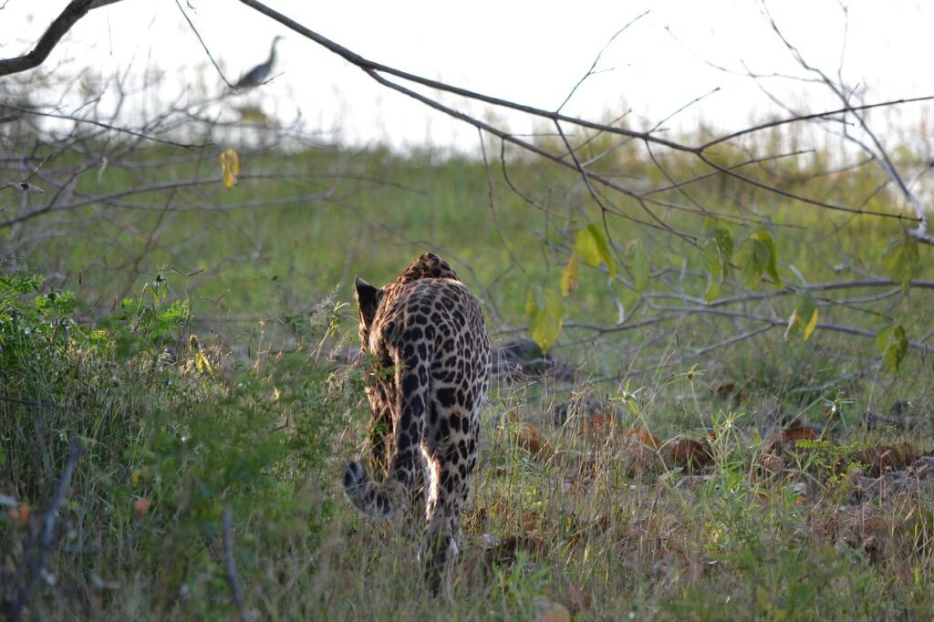 udawalawa national park