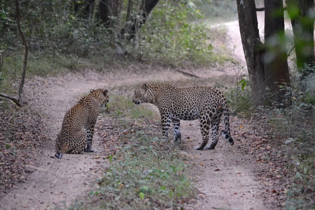 Wildlife Safari in Yala National Park