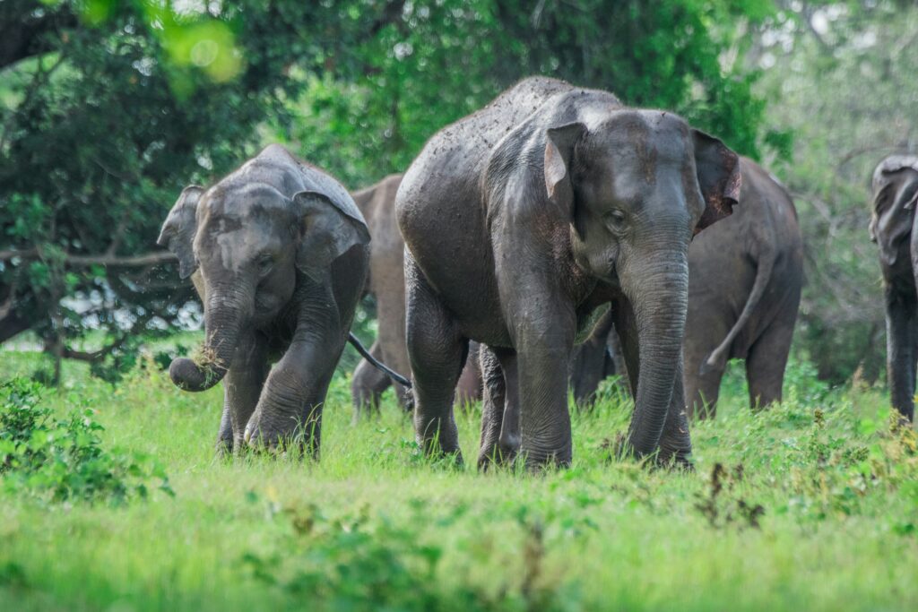 Minneriya National Park in Sri Lanka