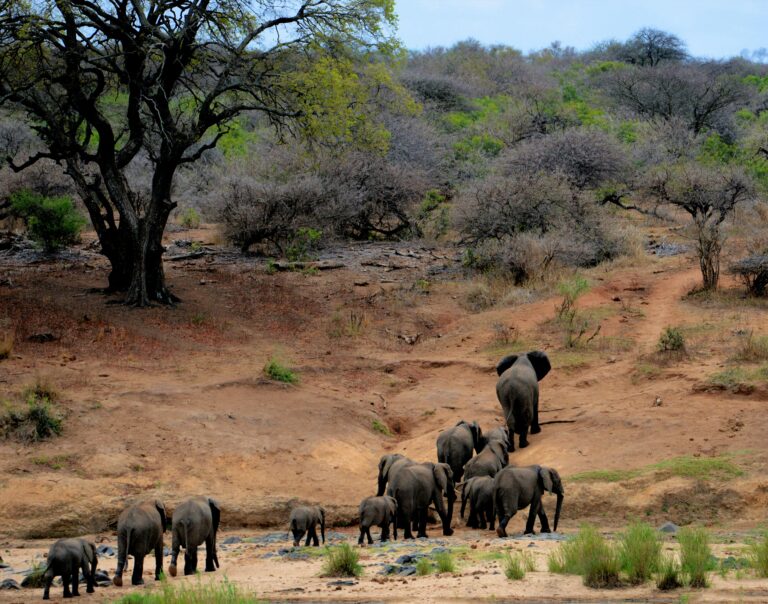 Minneriya National Park in Sri Lanka