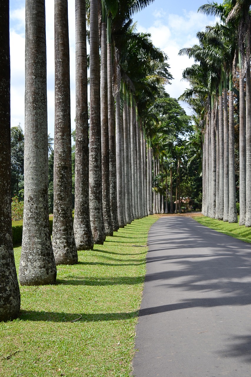 Exploring Kandy, Sri Lanka Peradeniya Botanical Gardens