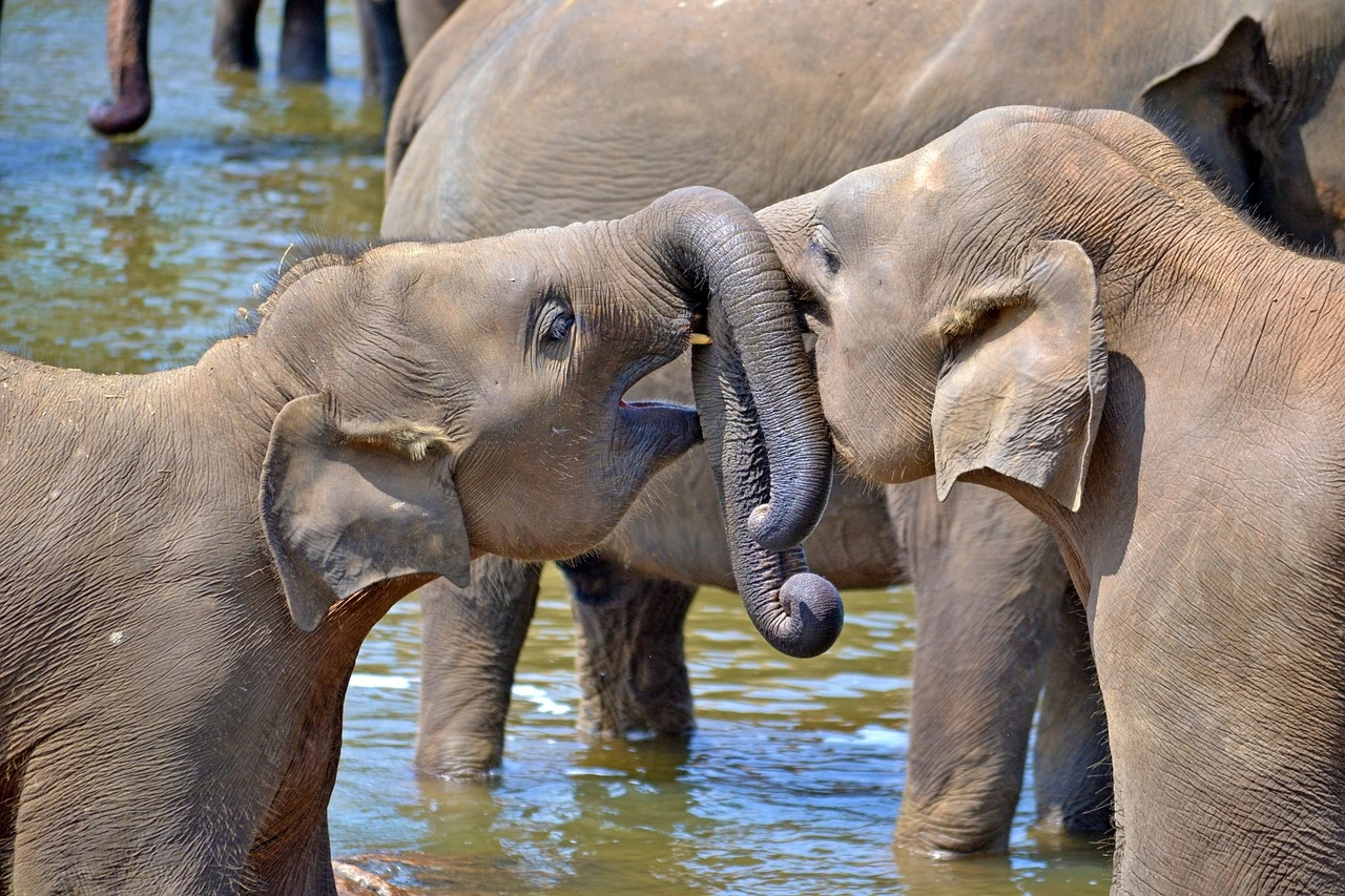 Pinnawala Elephant Orphanage