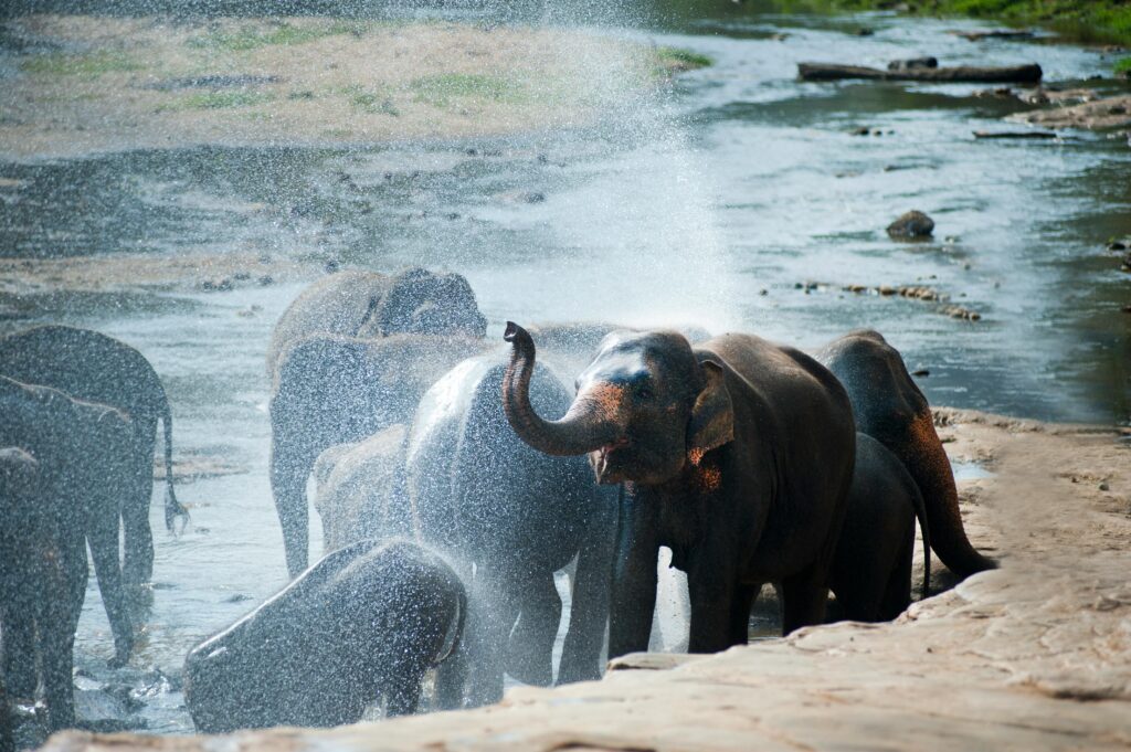 Top Tourist Attractions in Sri Lanka