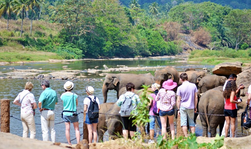 Pinnawala Elephant Orphanage