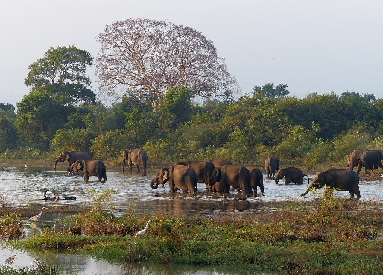 Wildlife & beaches