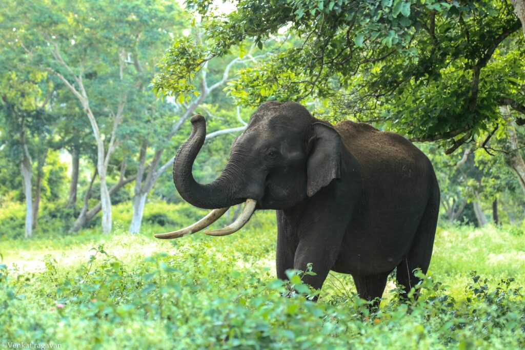 Wildlife Safari in Yala National Park