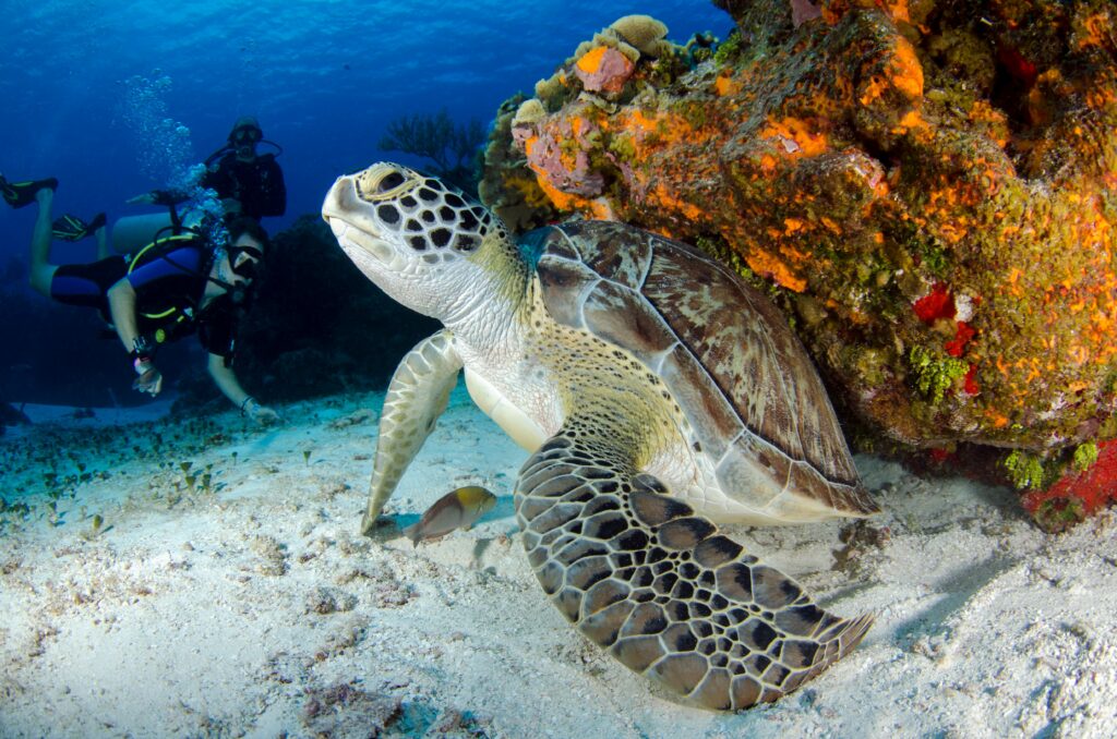 Scuba Diving and Snorkeling