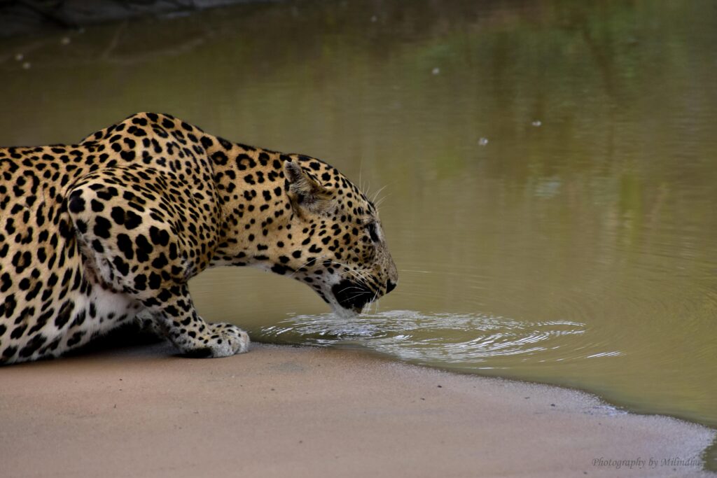 Kumana National Park Best safari tours