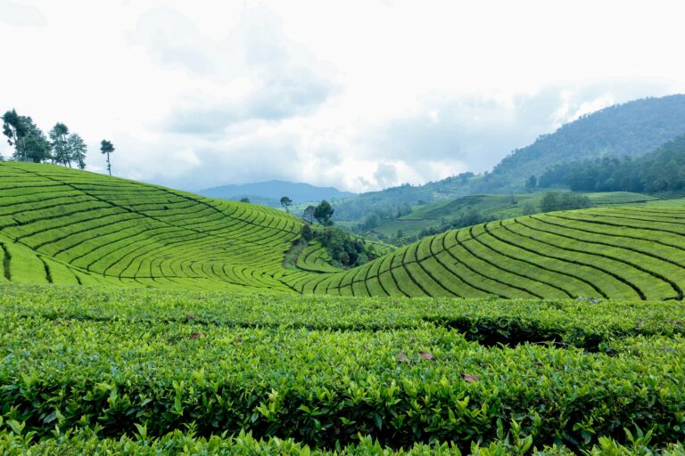 Tea Plantations and Scenic Train Rides