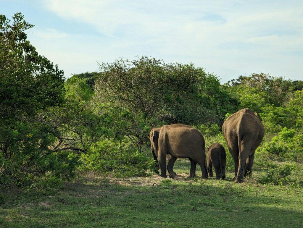 Wildlife and beaches