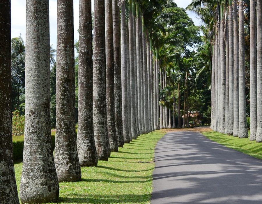 peradeniya Exploring Kandy, Sri Lanka Peradeniya Botanical Gardens